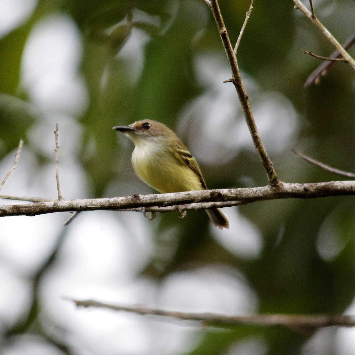 Smoky-fronted Tody-Flycatcher - ML391304501