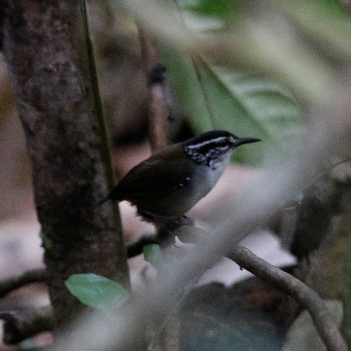 White-breasted Wood-Wren - ML391304531