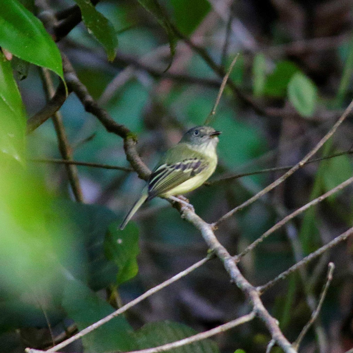 Double-banded Pygmy-Tyrant - ML391305141