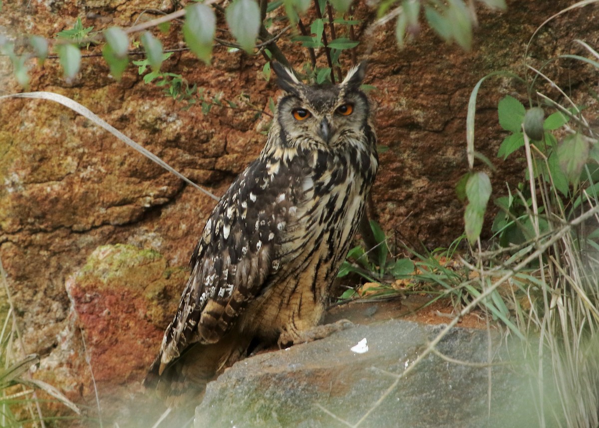 Rock Eagle-Owl - Chandrasekar Sekar