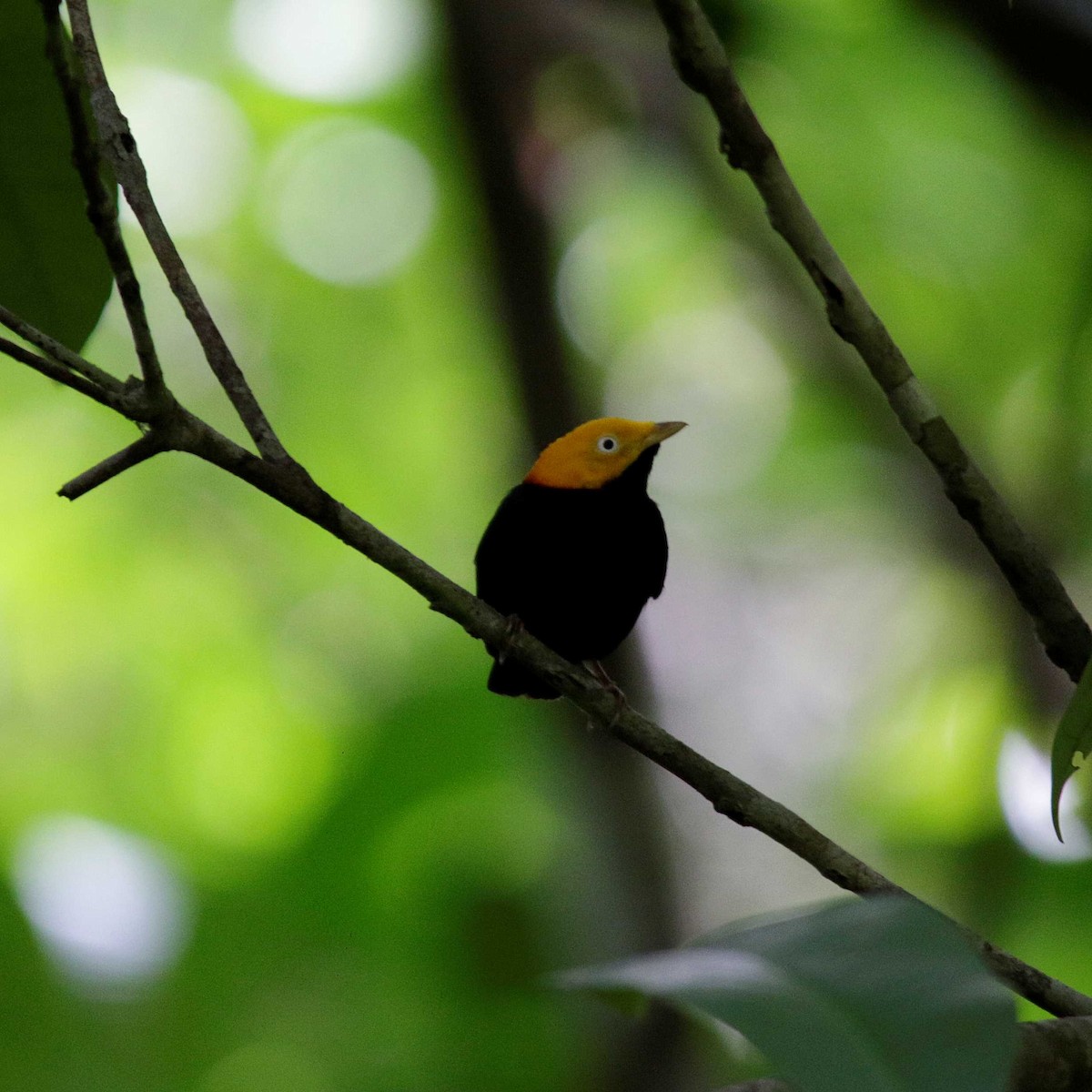 Golden-headed Manakin - ML391305451