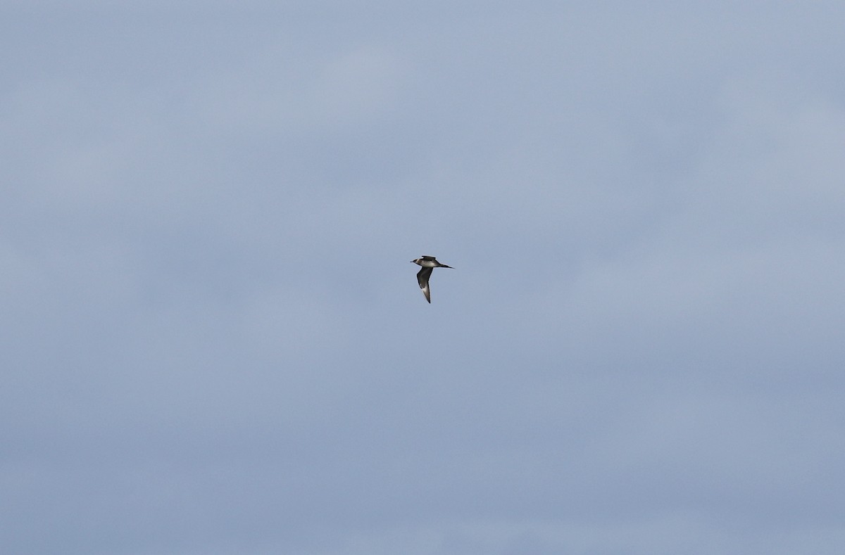 Parasitic Jaeger - ML39130571