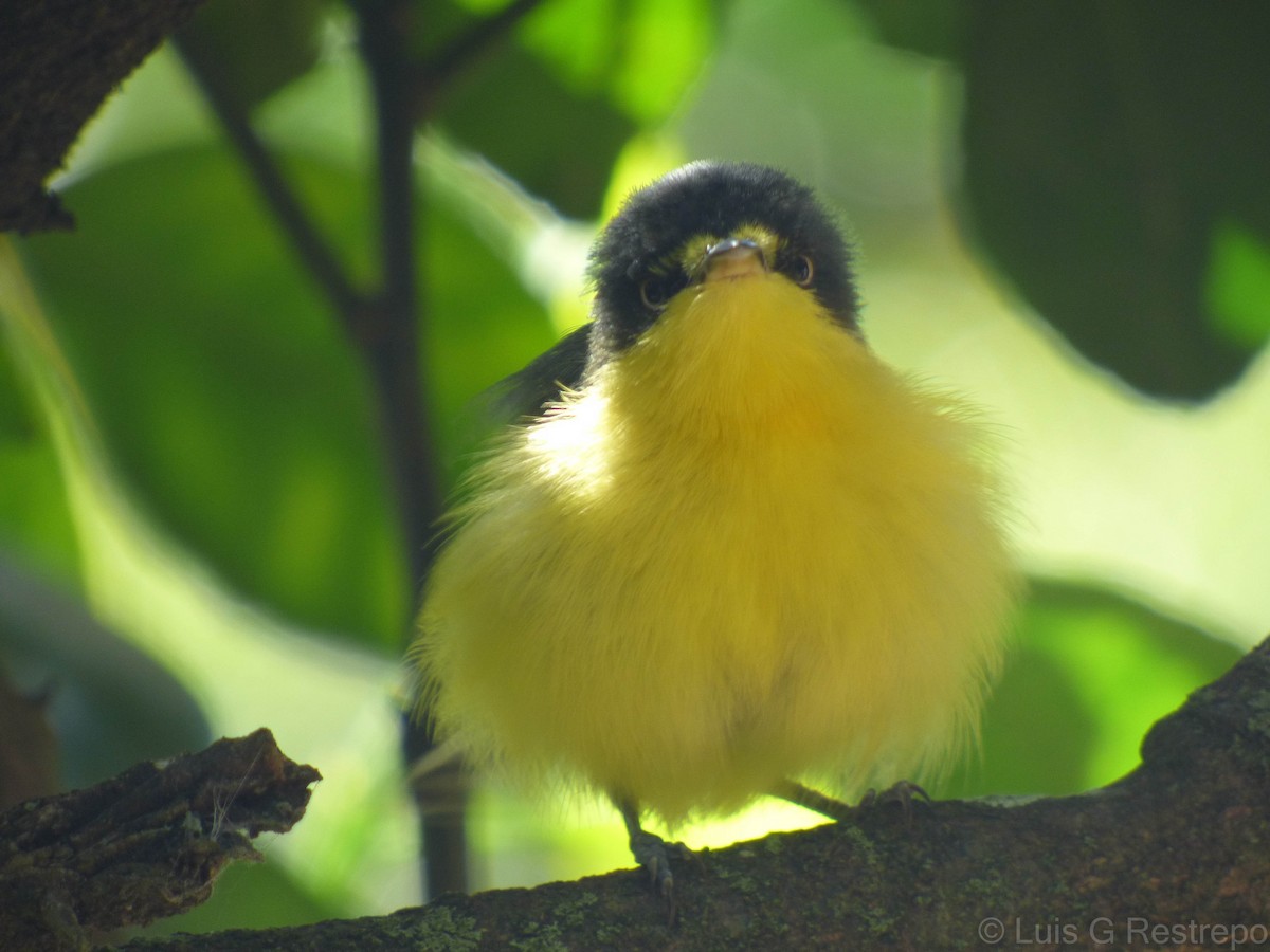 Common Tody-Flycatcher (cinereum Group) - ML391306131