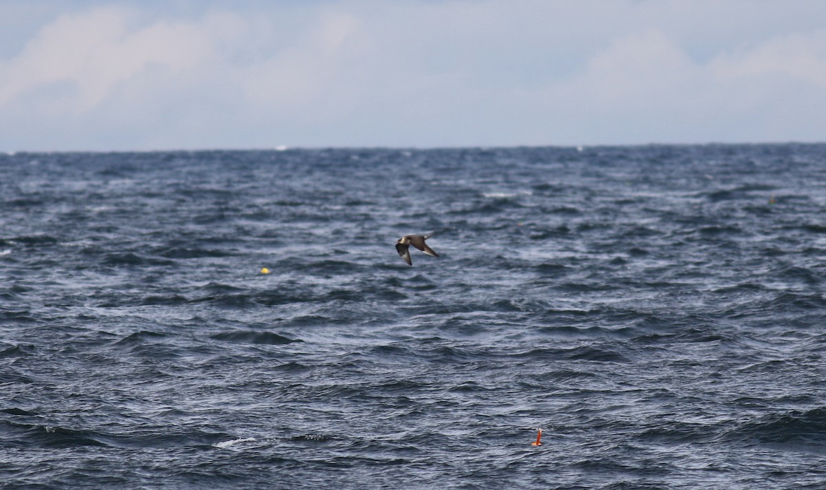 Parasitic Jaeger - Brendan McKay