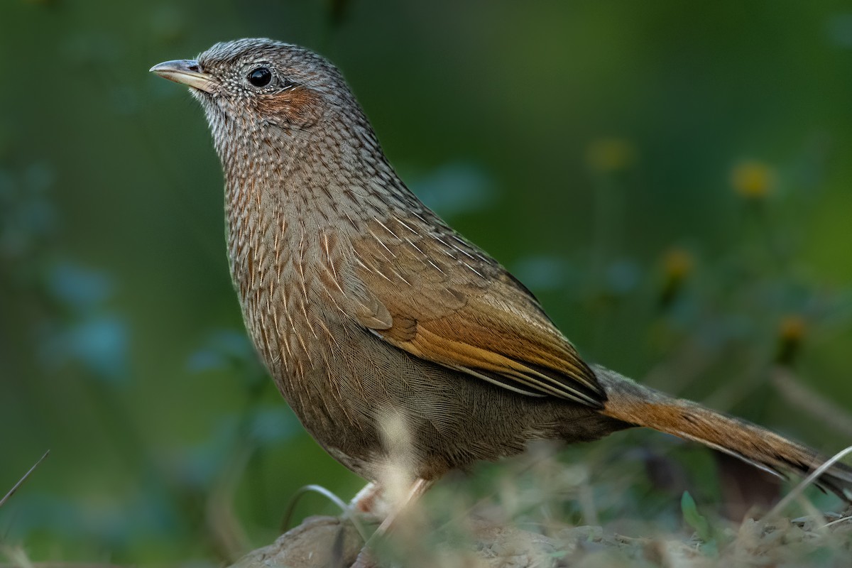 Streaked Laughingthrush - ML391306491