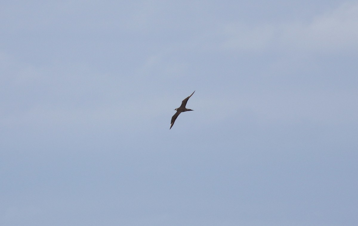 Parasitic Jaeger - ML39130651