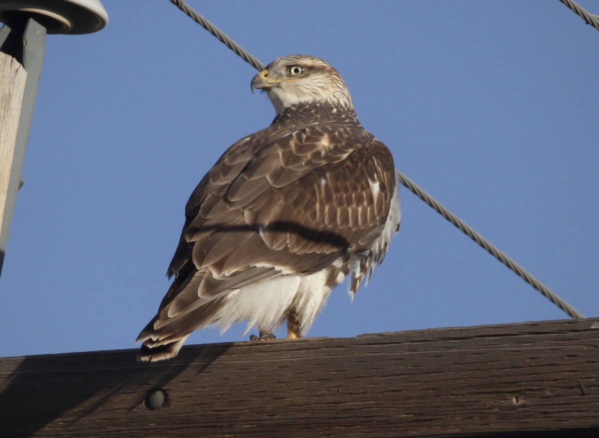 Ferruginous Hawk - ML391307721