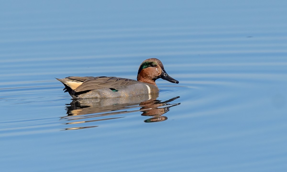 Green-winged Teal - ML391308361