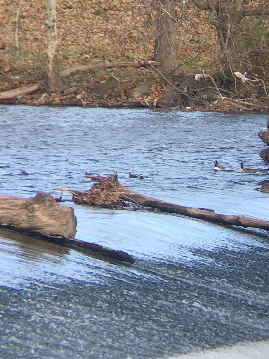 Hooded Merganser - ML391309631