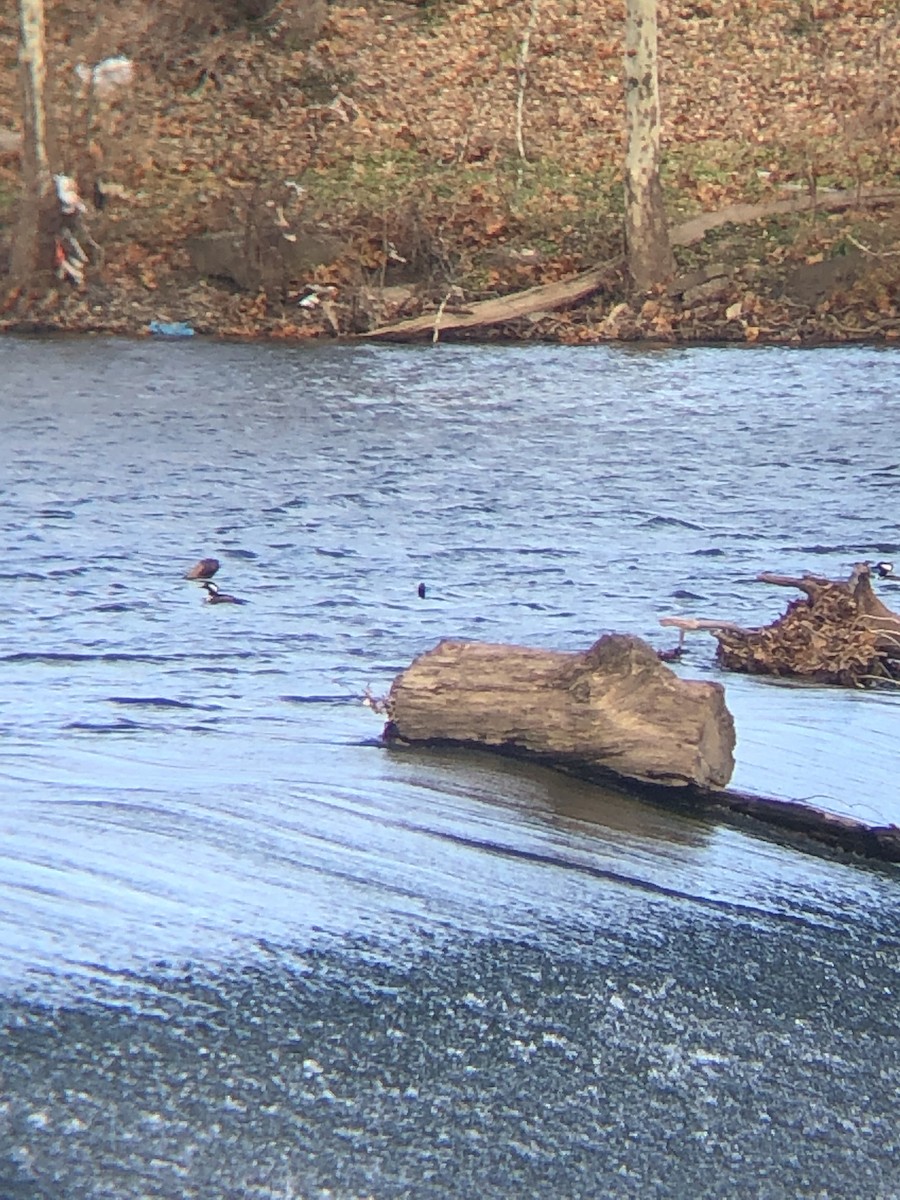 Hooded Merganser - ML391309641