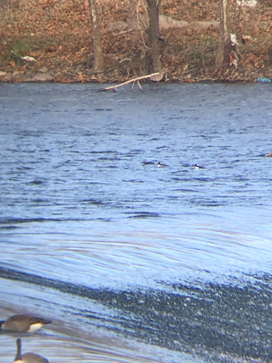 Hooded Merganser - ML391309681