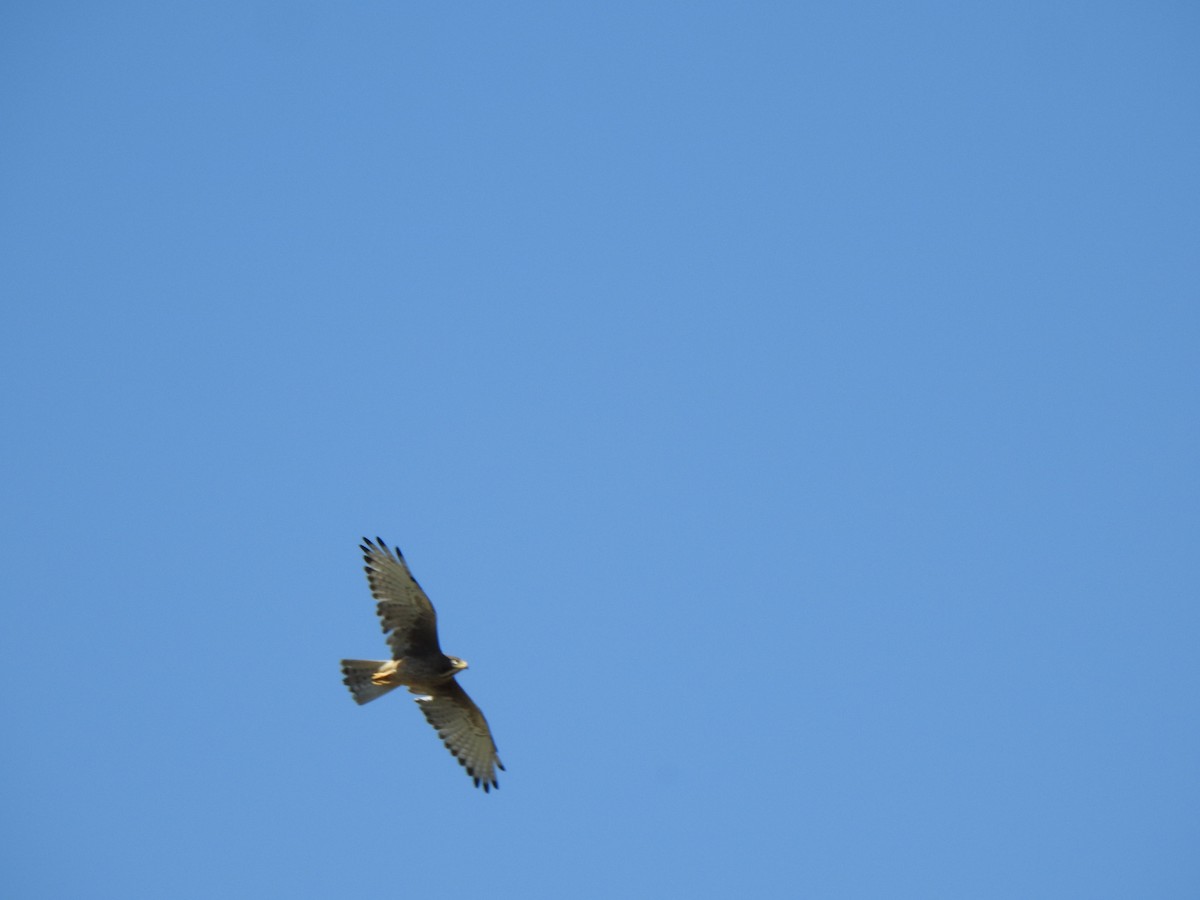 White-eyed Buzzard - ML391309811