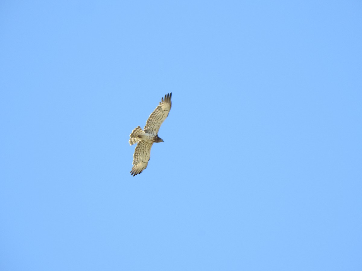 Short-toed Snake-Eagle - KARTHIKEYAN R