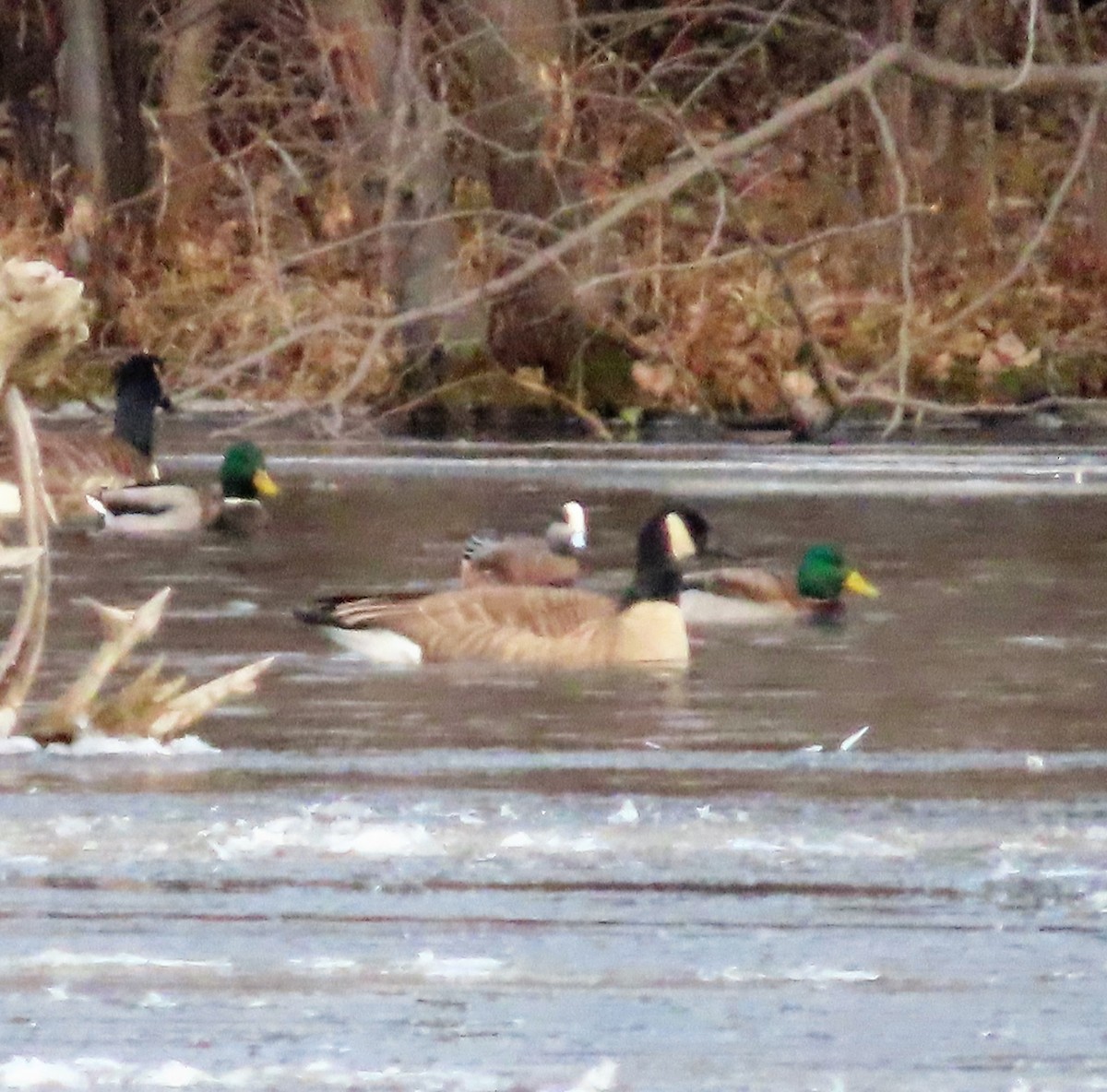 American Wigeon - ML391311201