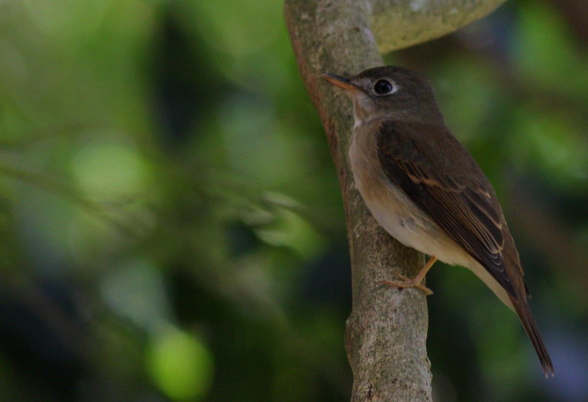 Brown-breasted Flycatcher - ML39131171