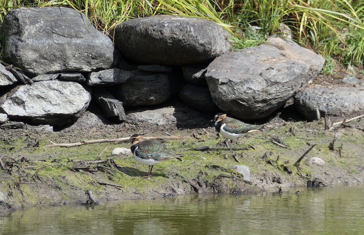 Northern Lapwing - ML391313781