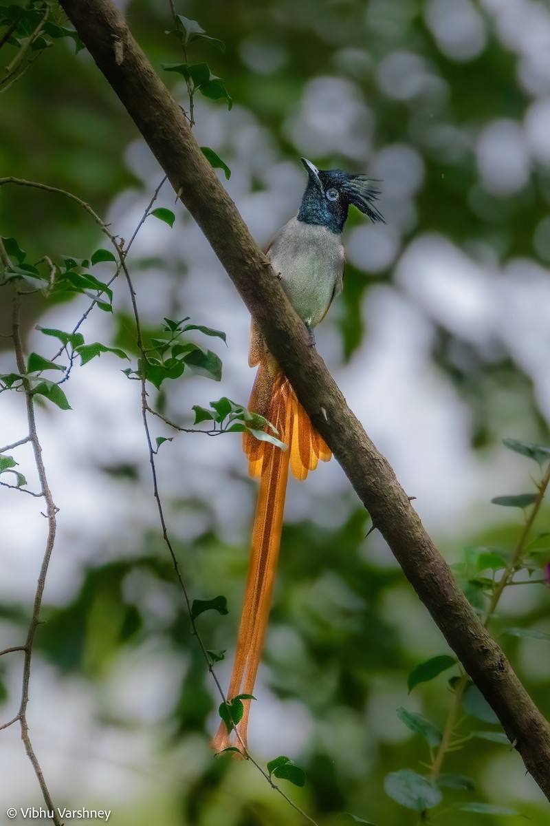 Indian Paradise-Flycatcher - Vibhu Varshney