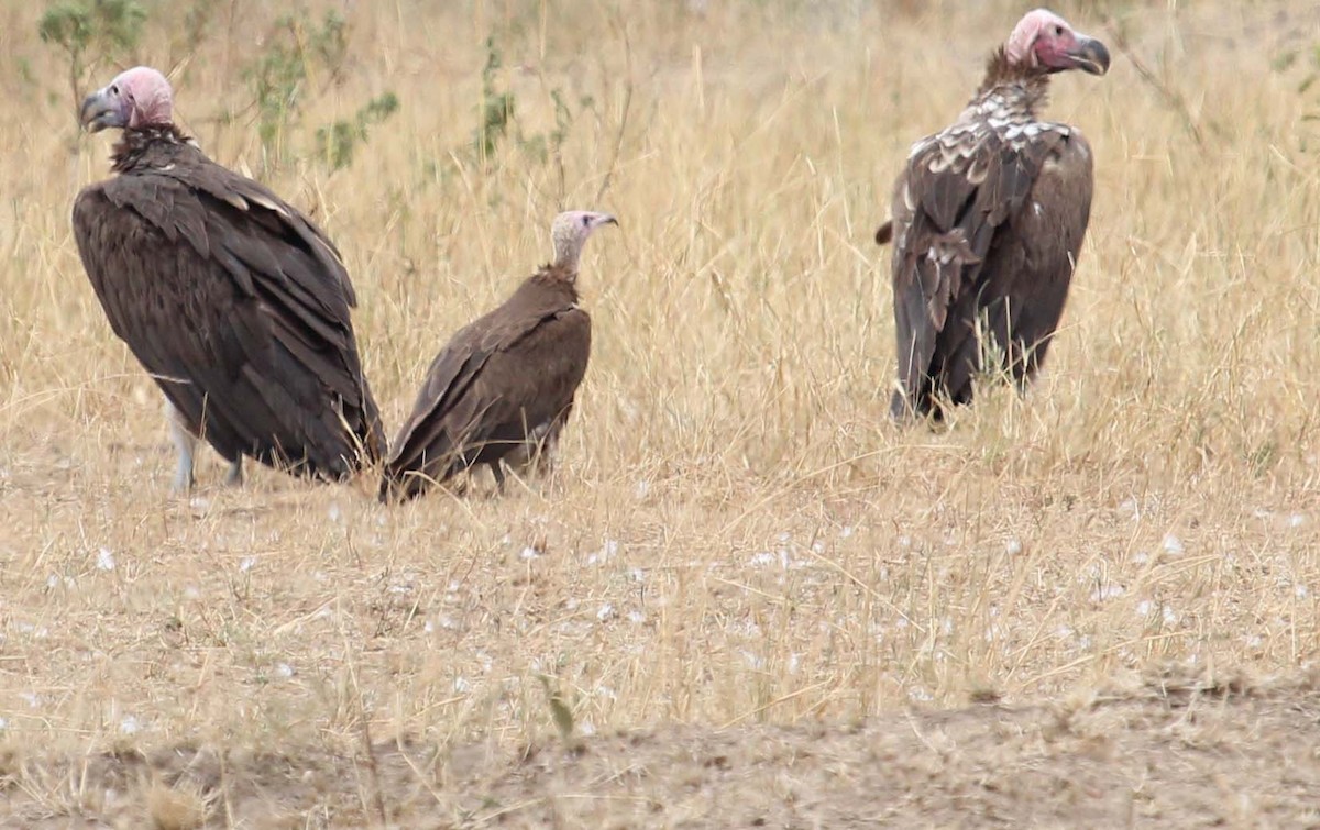 Hooded Vulture - ML391314331