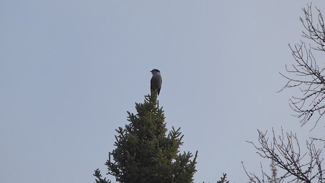 Canada Jay - ML391316841