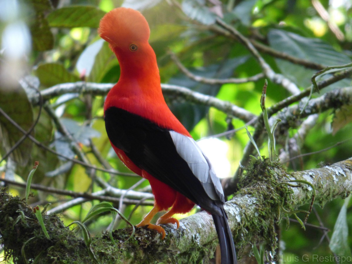 Andean Cock-of-the-rock - ML391319101