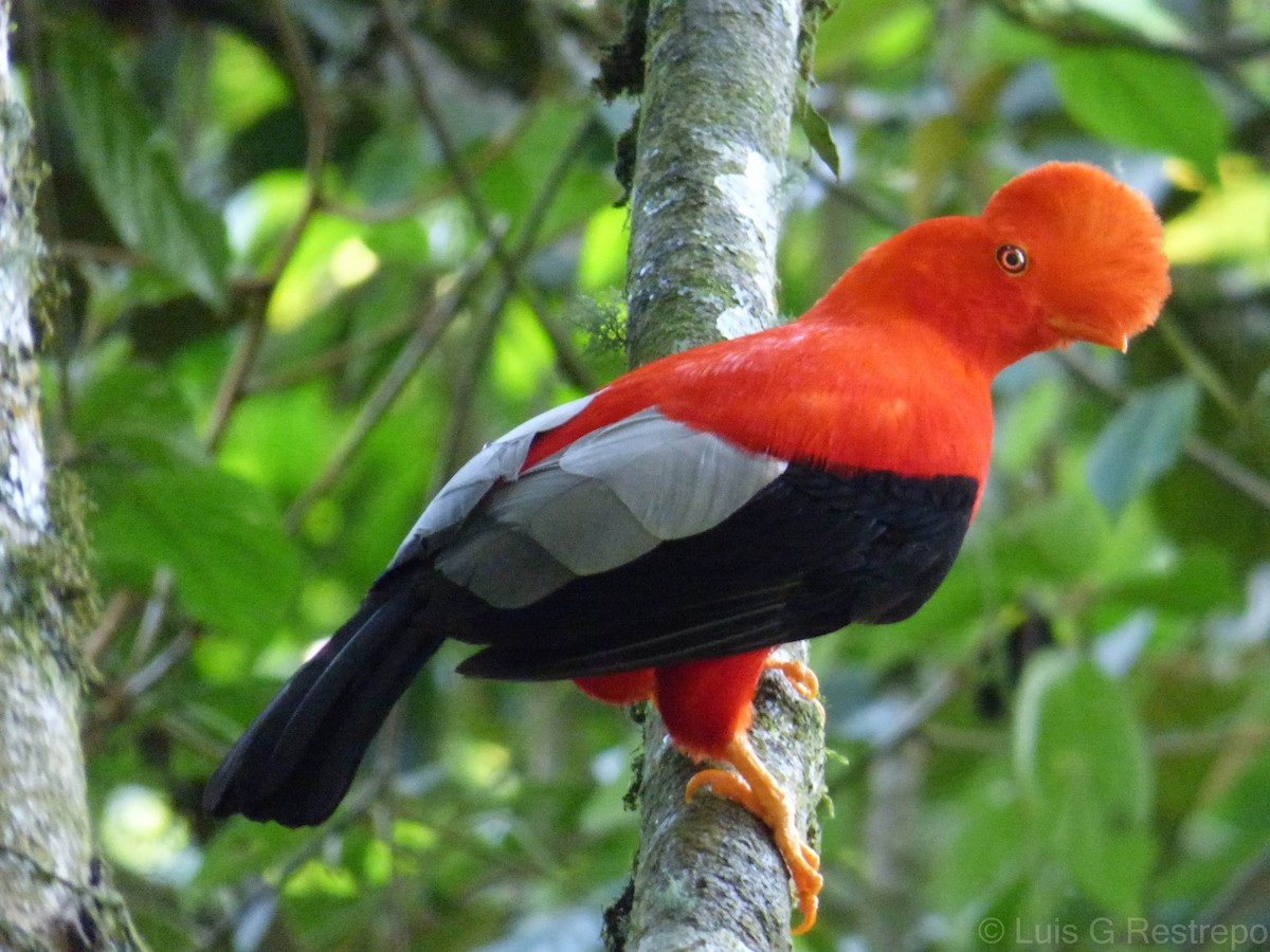 Andean Cock-of-the-rock - ML391319131