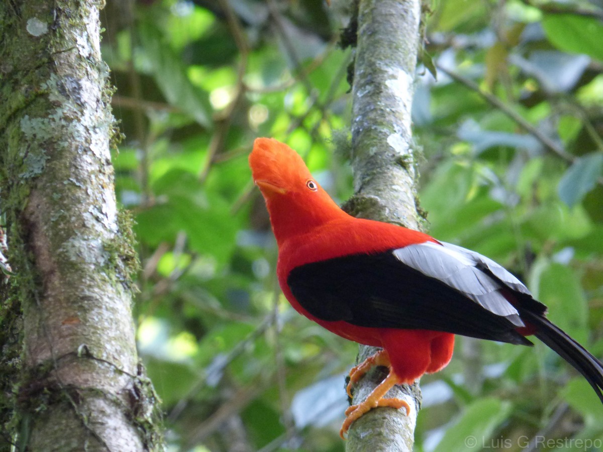 Andean Cock-of-the-rock - ML391319201