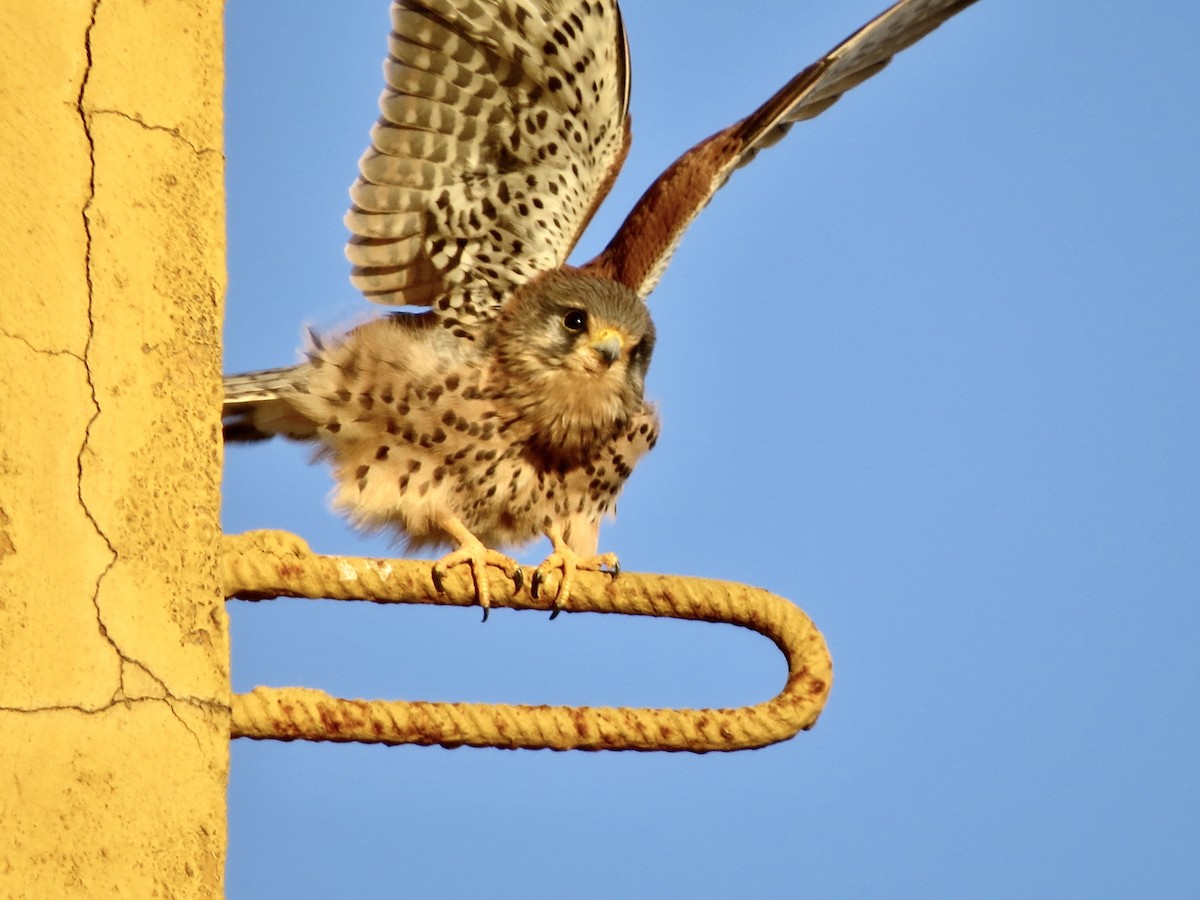 Eurasian Kestrel - ML391320441