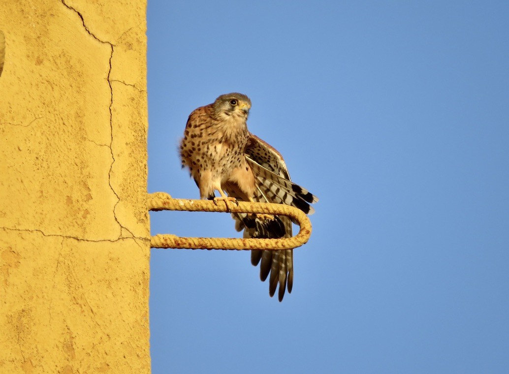 Eurasian Kestrel - ML391320451