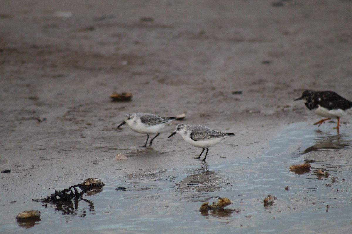 Bécasseau sanderling - ML391320481