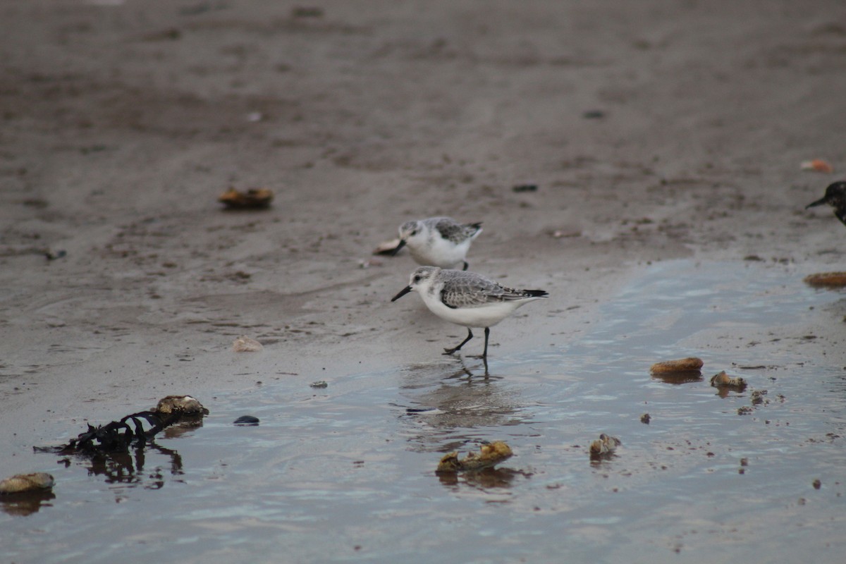 Bécasseau sanderling - ML391320501