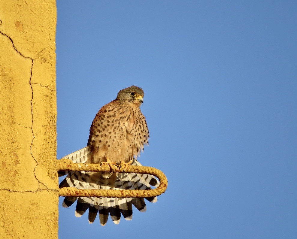 Eurasian Kestrel - ML391320531