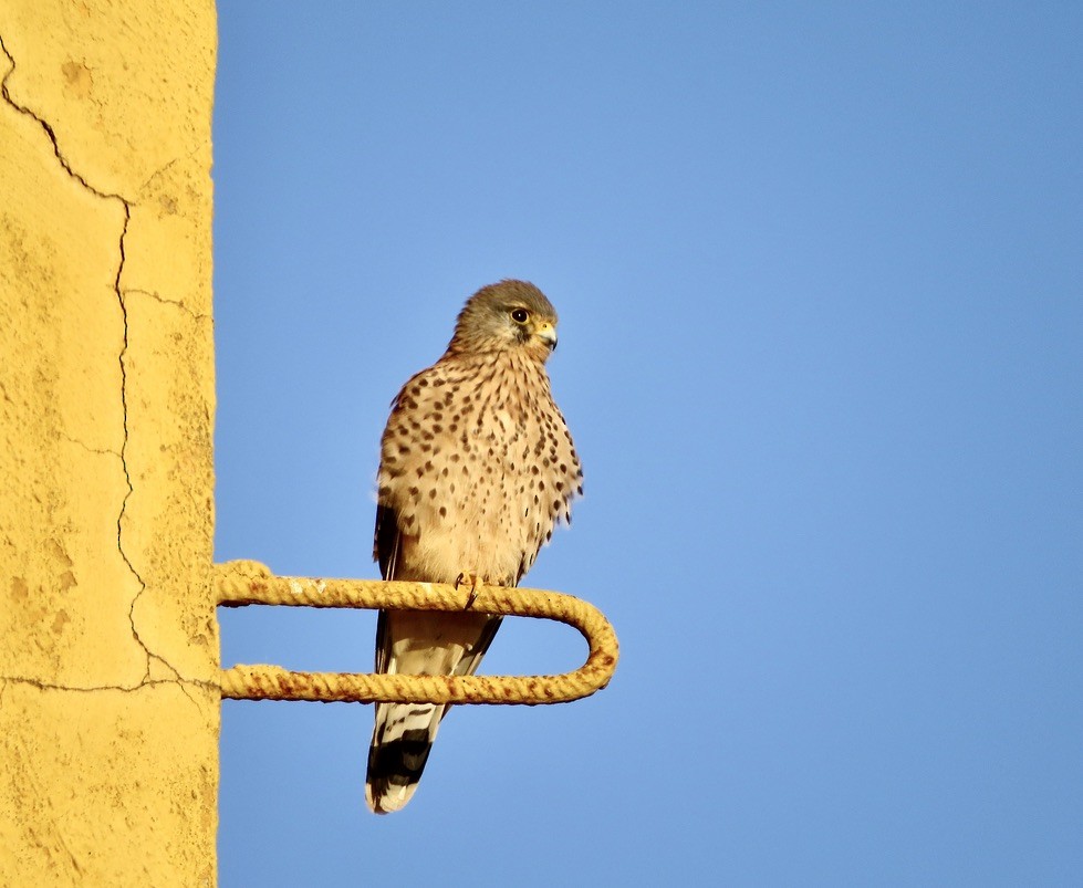 Eurasian Kestrel - ML391320551