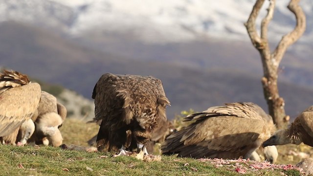 Cinereous Vulture - ML391320601