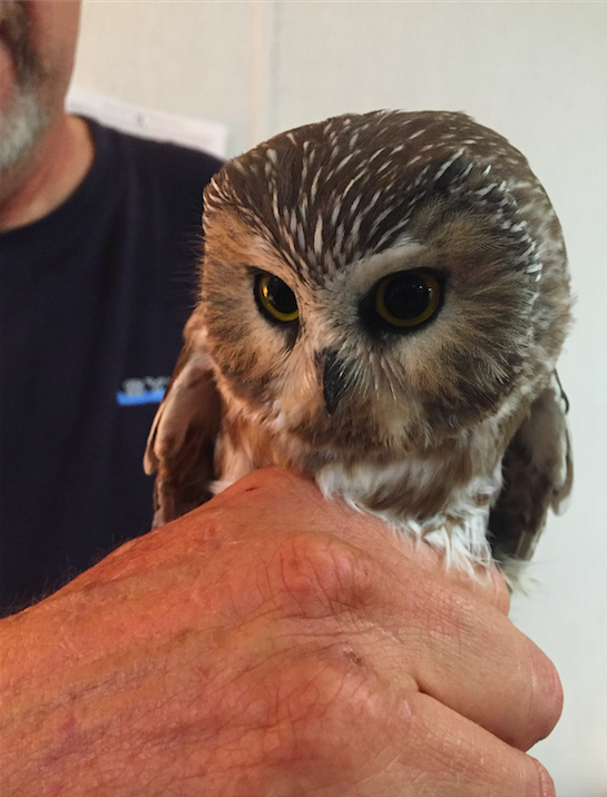 Northern Saw-whet Owl - ML39132111