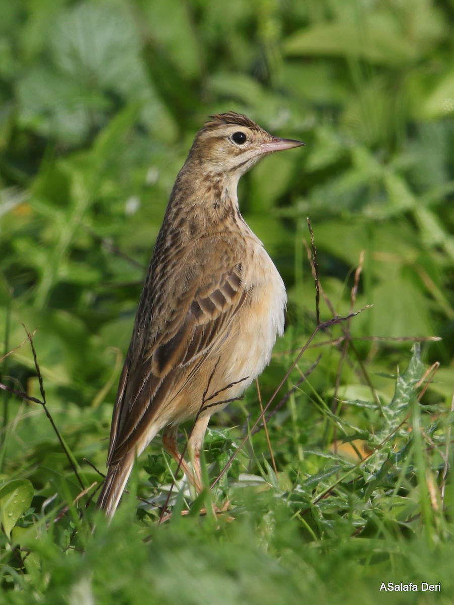 Richard's Pipit - ML391321111