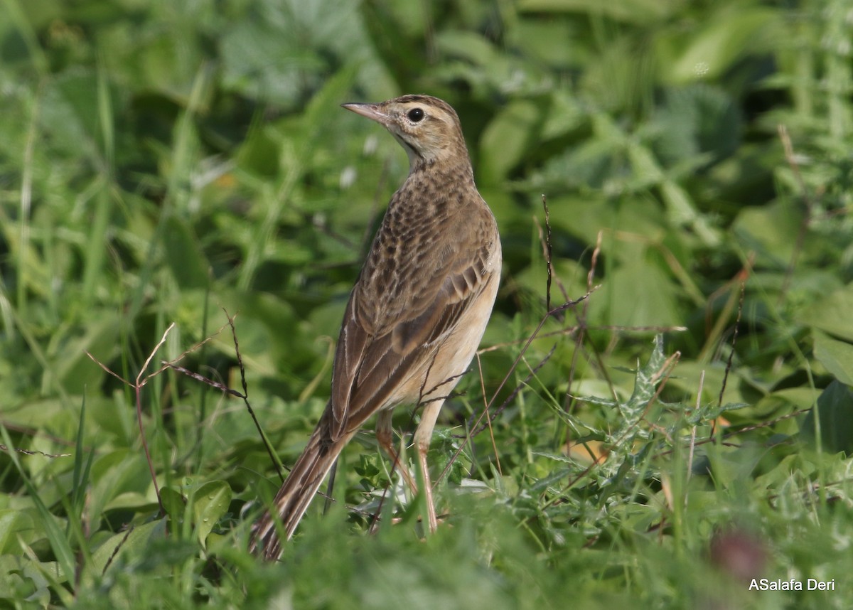 Richard's Pipit - ML391321131