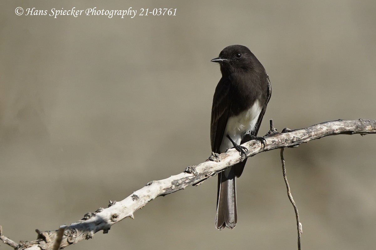 Black Phoebe - ML391321161