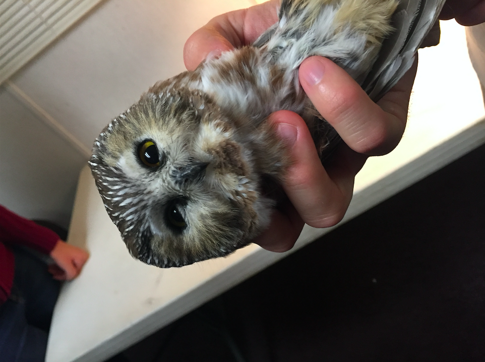 Northern Saw-whet Owl - ML39132131