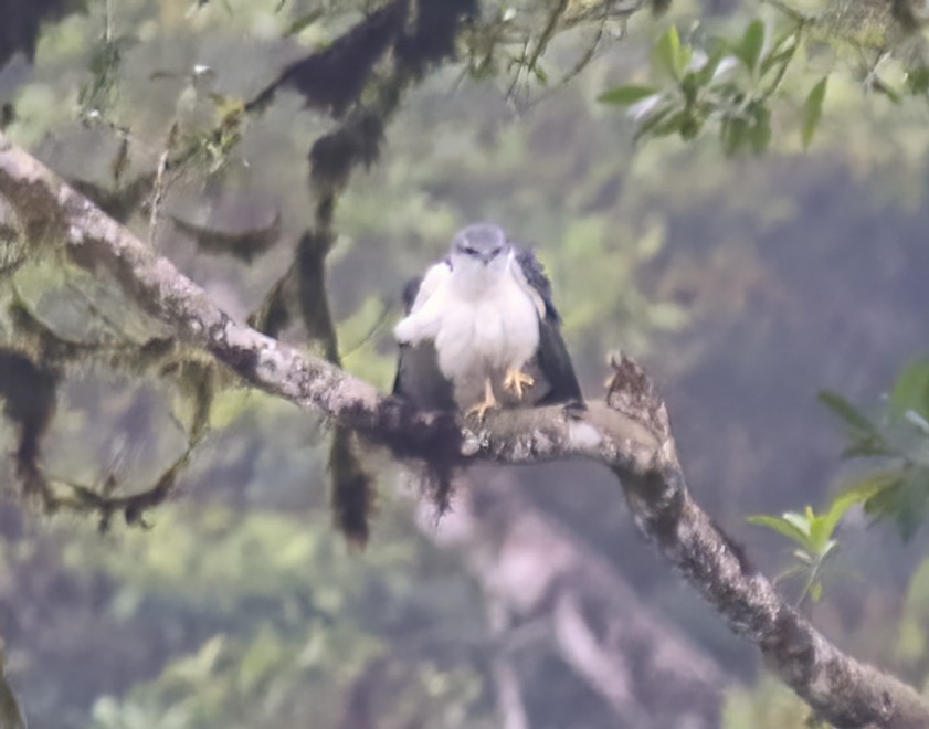 Gray-backed Hawk - ML391321571