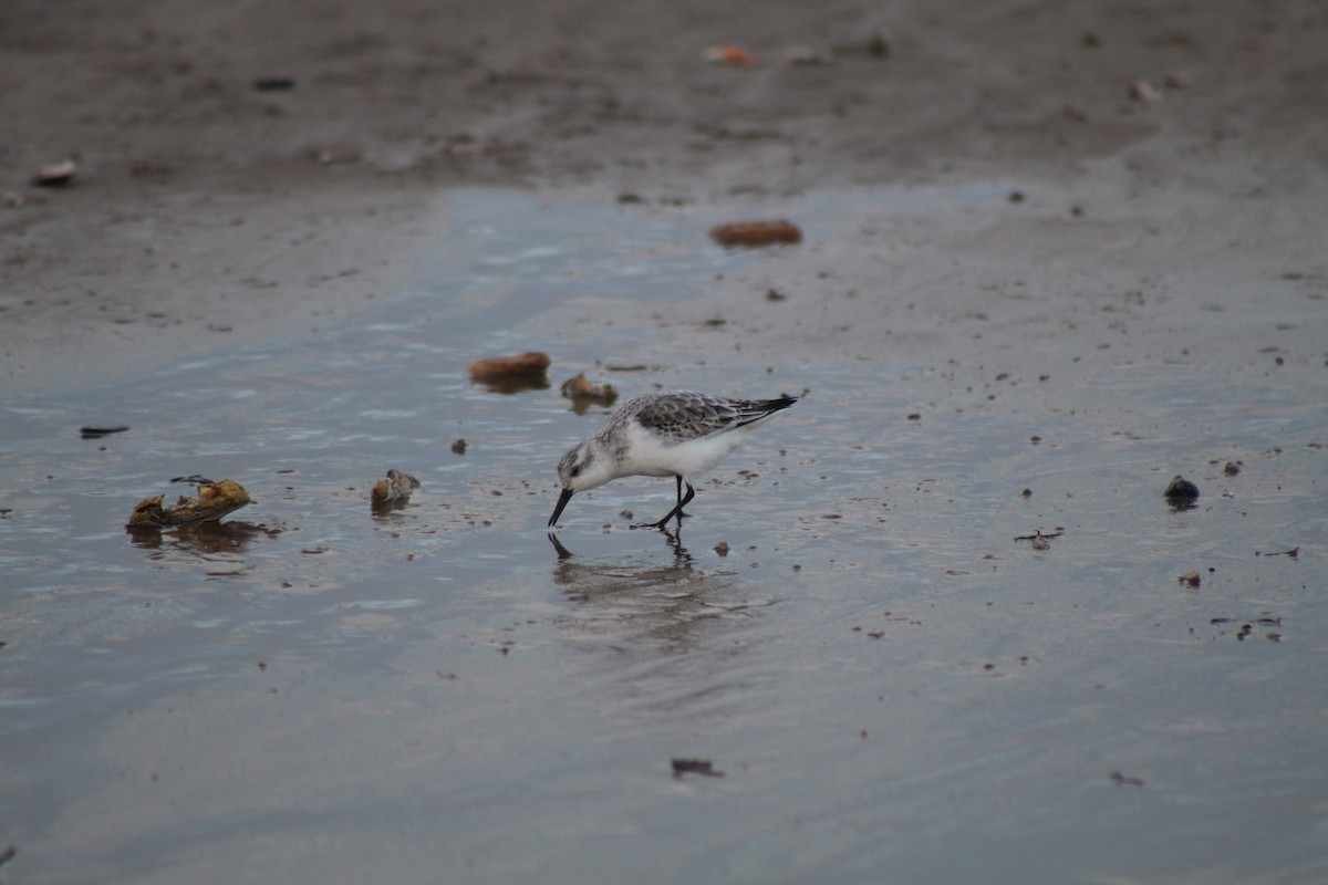 Bécasseau sanderling - ML391324131