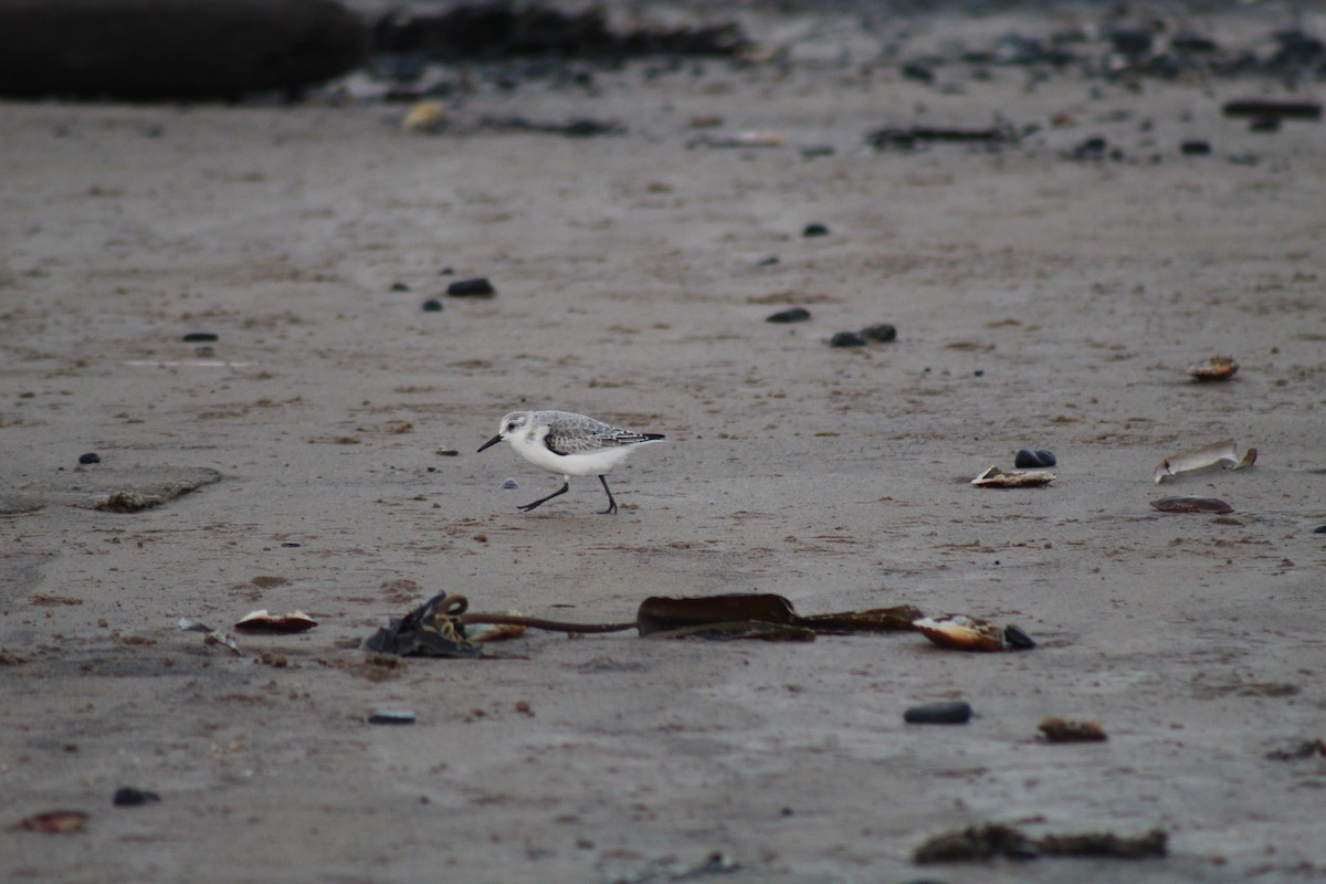 Bécasseau sanderling - ML391324141