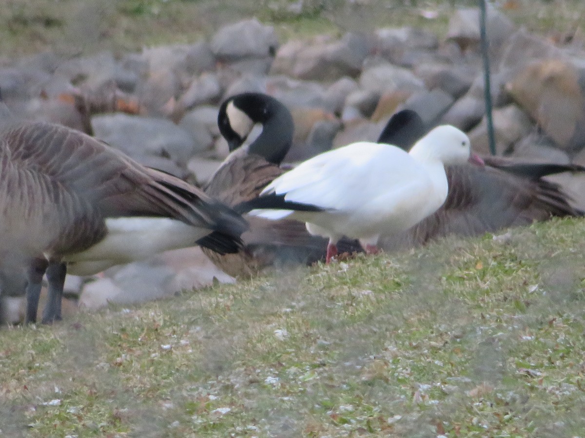 Гусь Росса - ML391325661