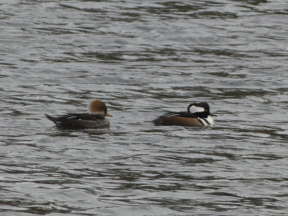 Hooded Merganser - ML391327821