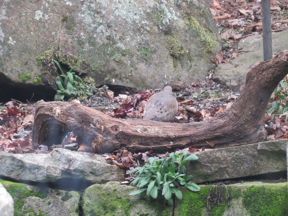 Плачущая горлица - ML391327901