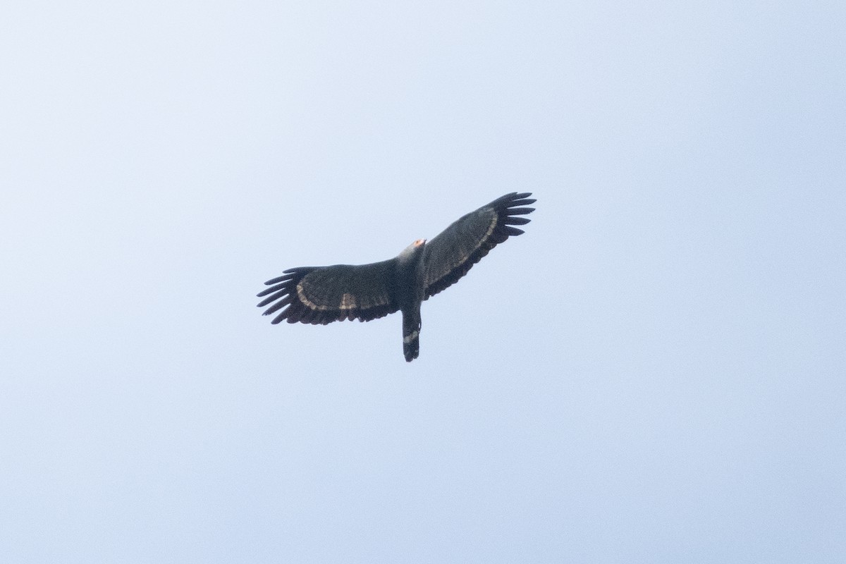 African Harrier-Hawk - ML391329741