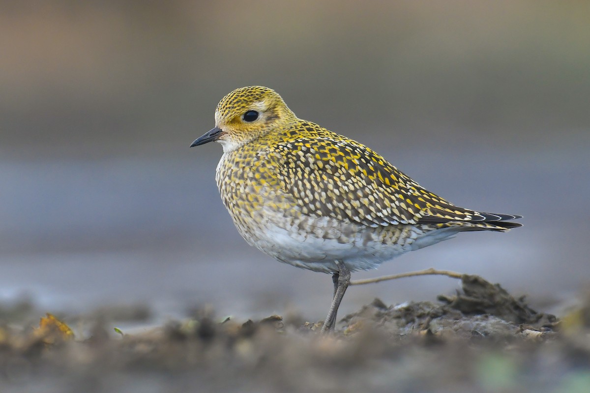 European Golden-Plover - ML391329771