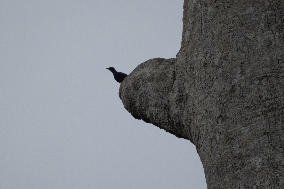 Copper-tailed Starling - ML391329801