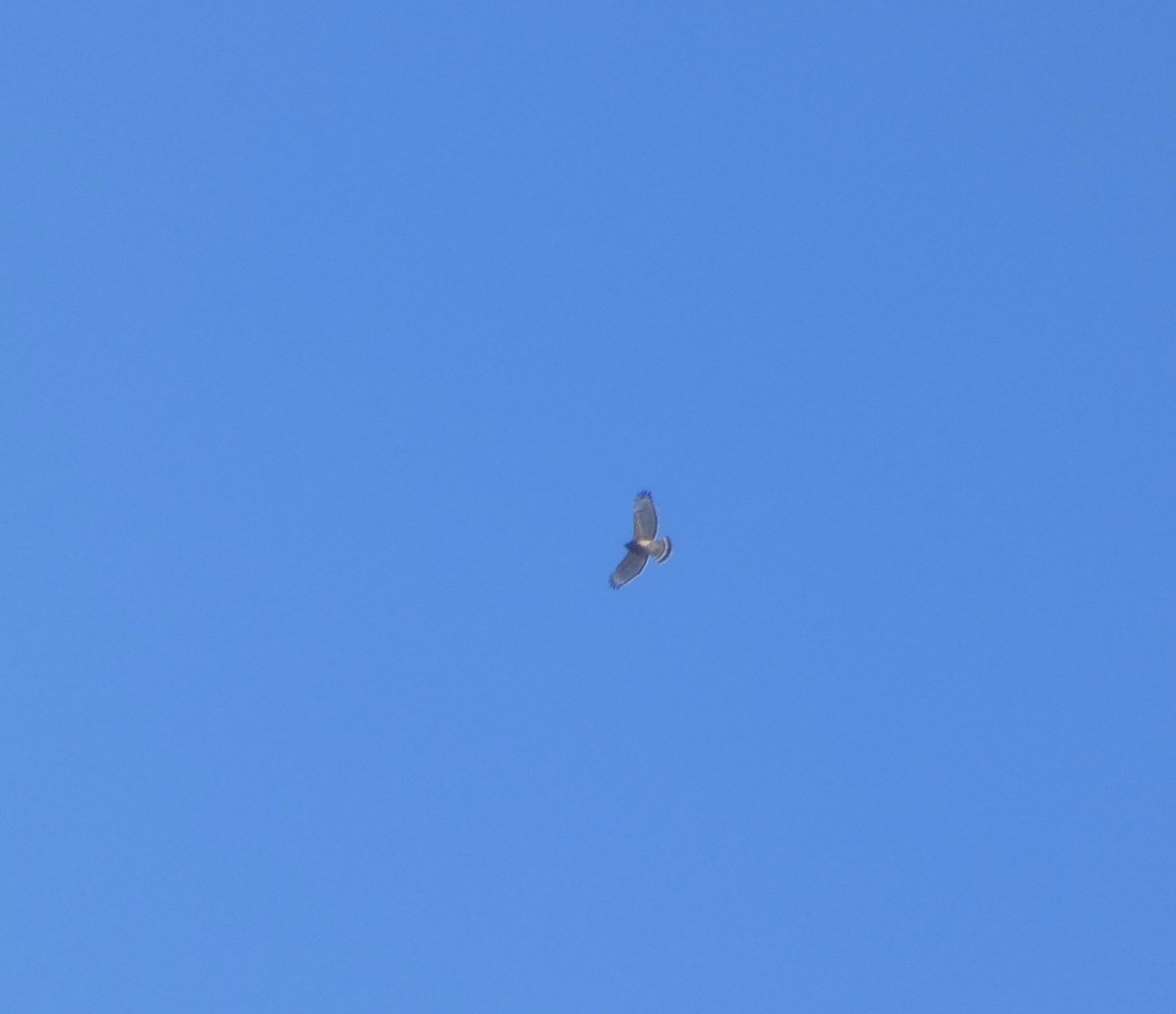 Red-shouldered Hawk - ML391331891