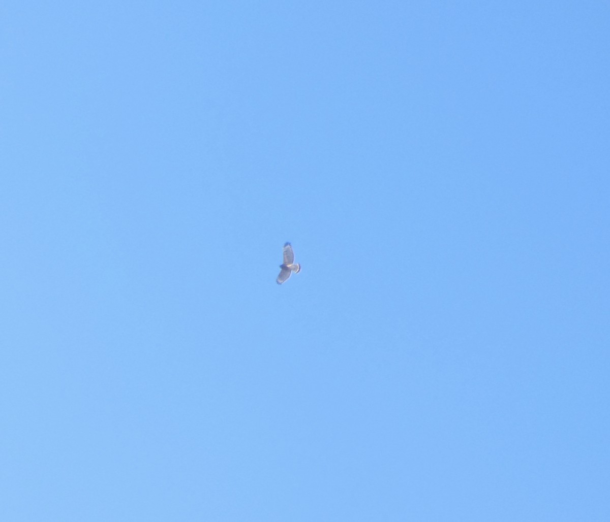 Red-shouldered Hawk - ML391331901