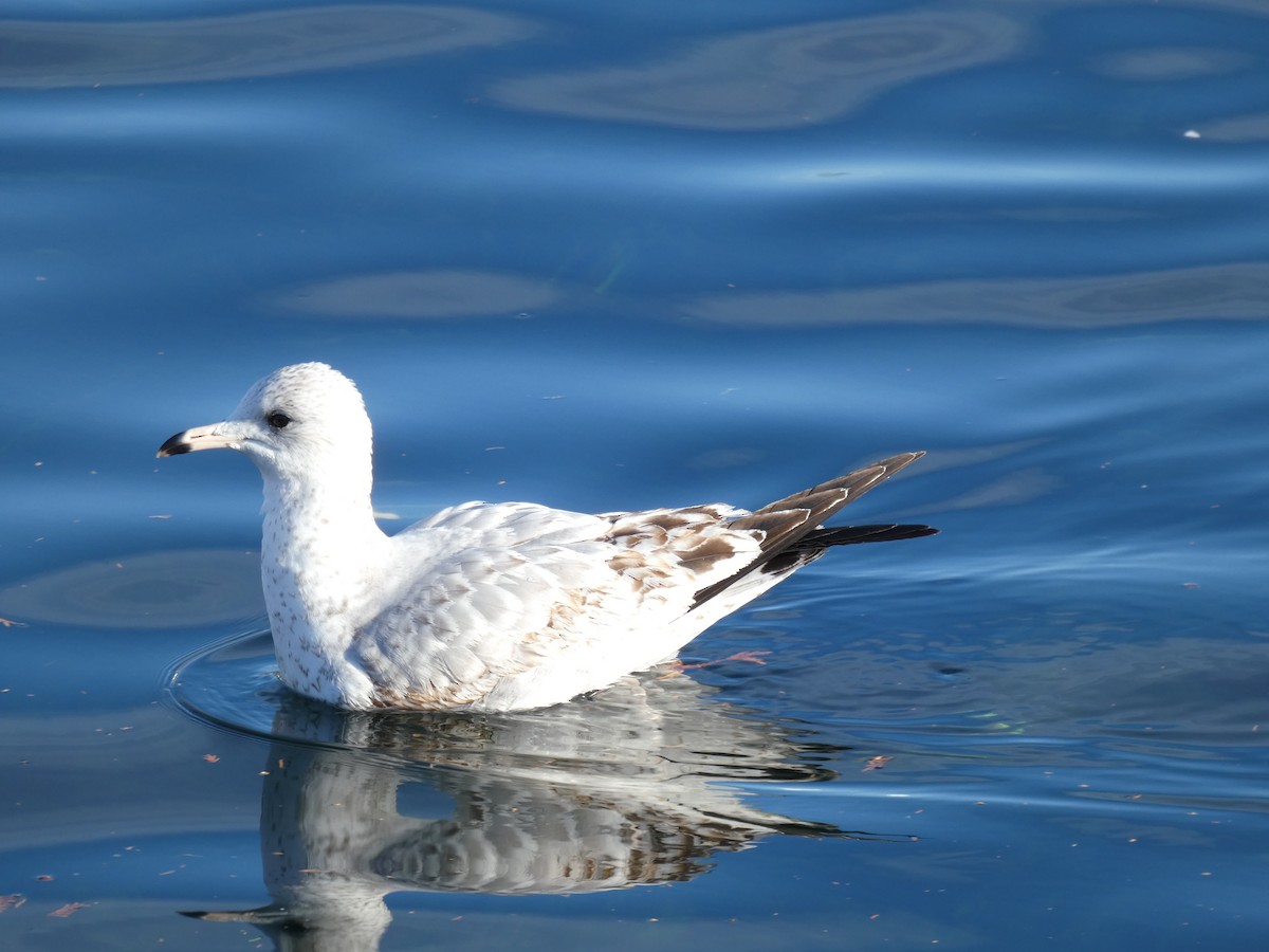 Ring-billed Gull - ML391332091